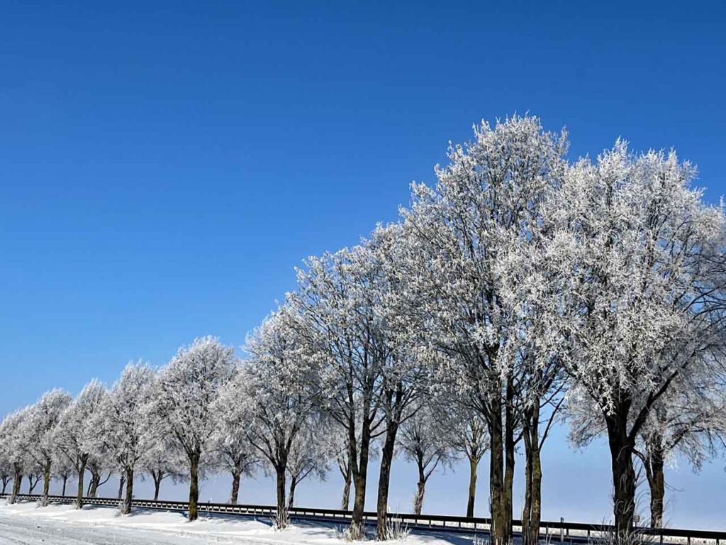 Straßenbäume Schnee und Frost