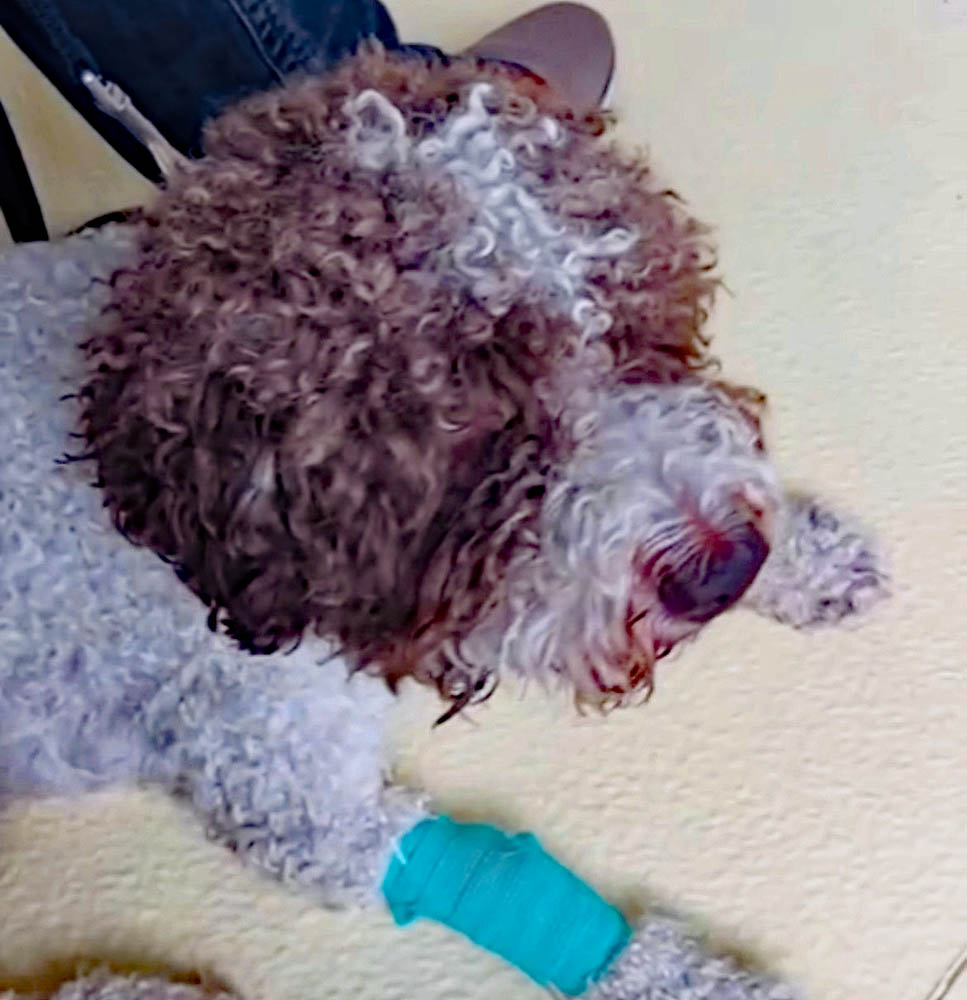 Schreck vor Ostern Uno unser Hund am Tropf in der Klinik