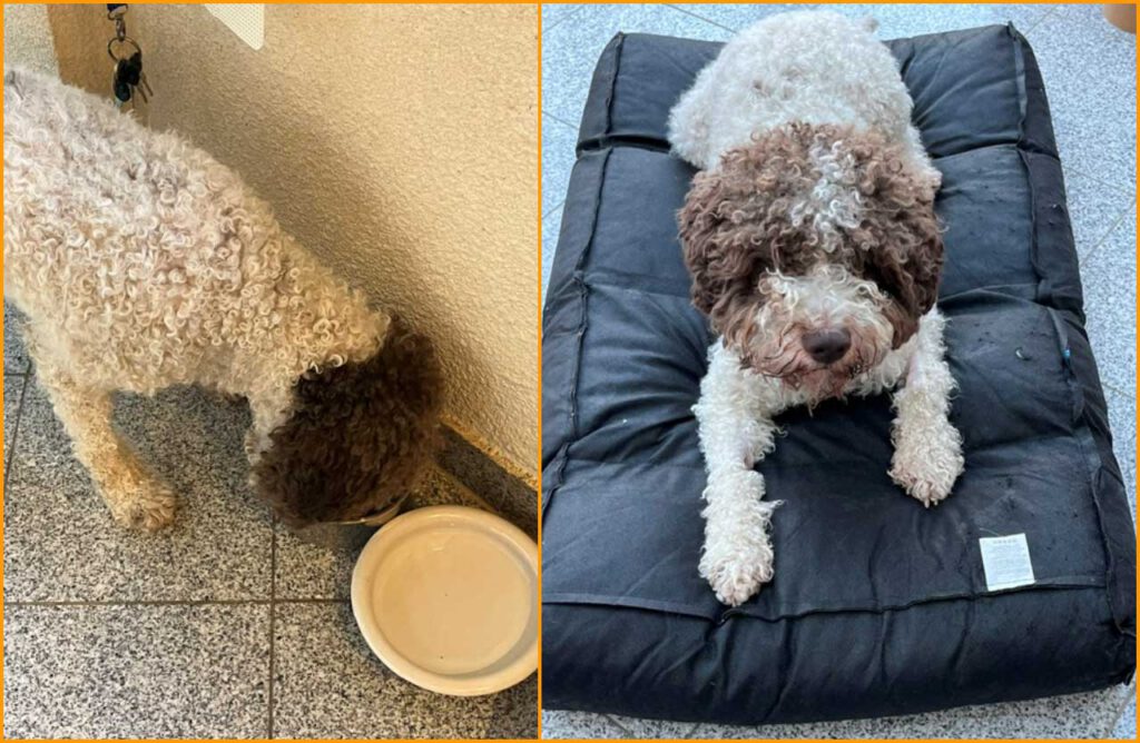 Collage nach der Tiho von Uno endlich wieder zuhause