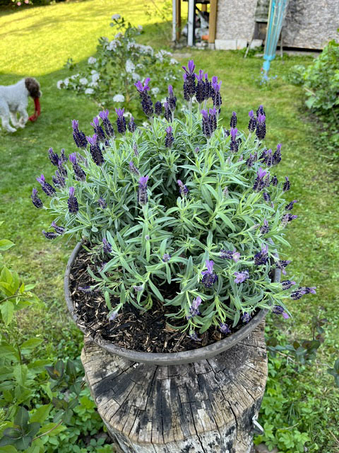 Schopflavendel auf dem Baumstumpf