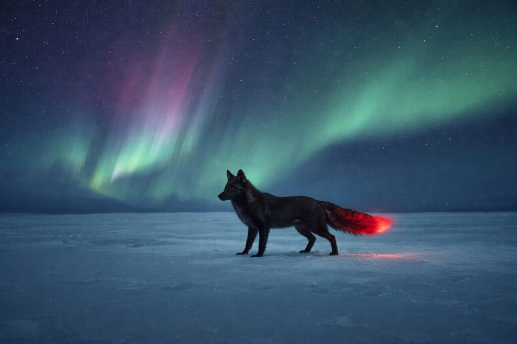 Tulikettu Feuerfuchs Legende aus Finnland von KI visualisiert