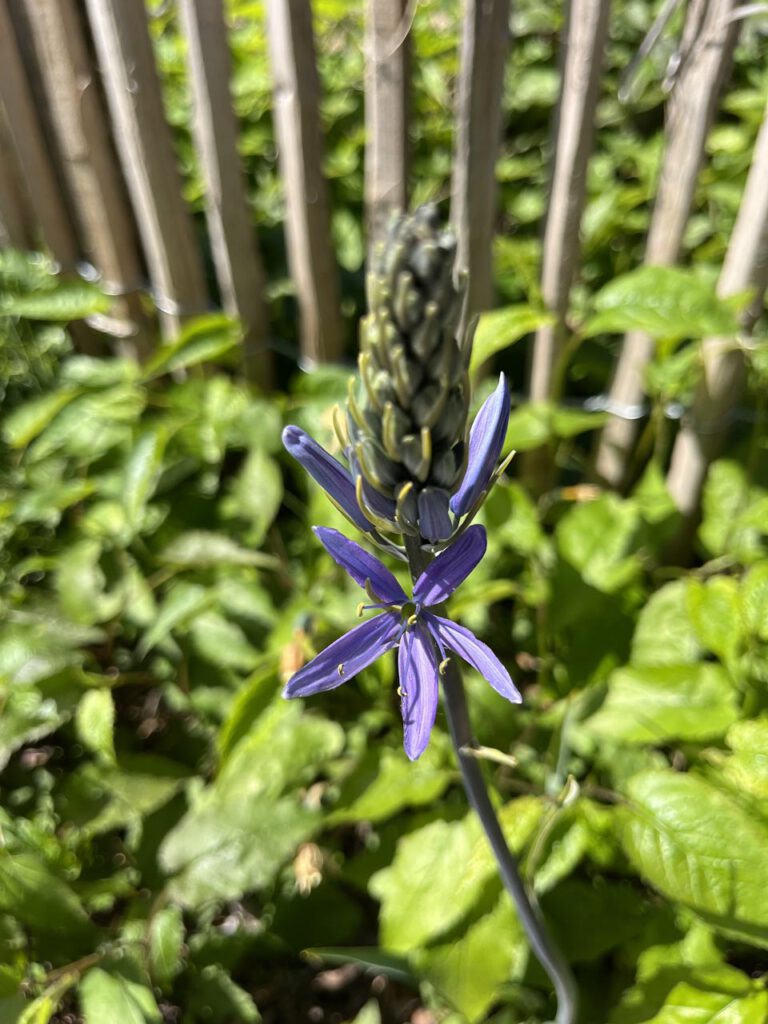 Prärielilie Blüte in lila