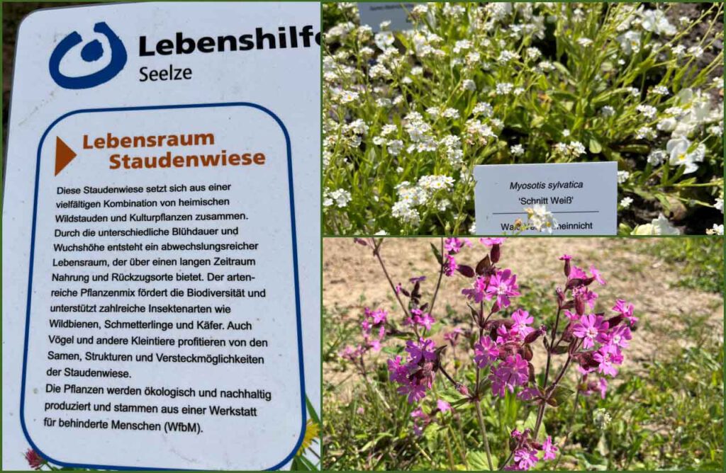 Collage Lebensraum Staudenwiesemit Erläuterung Infotafel