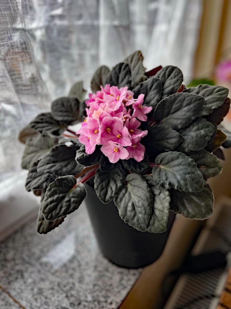 Blühendes Usambara-Veilchen mit rosa Blüten auf einer hellen Fensterbank im Wohnzimmer