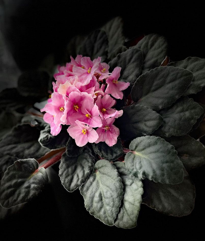 Detailaufnahme eines Usambara-Veilchens mit rosa Blüten und weichen dunkelgrünen Blättern im Innenbereich