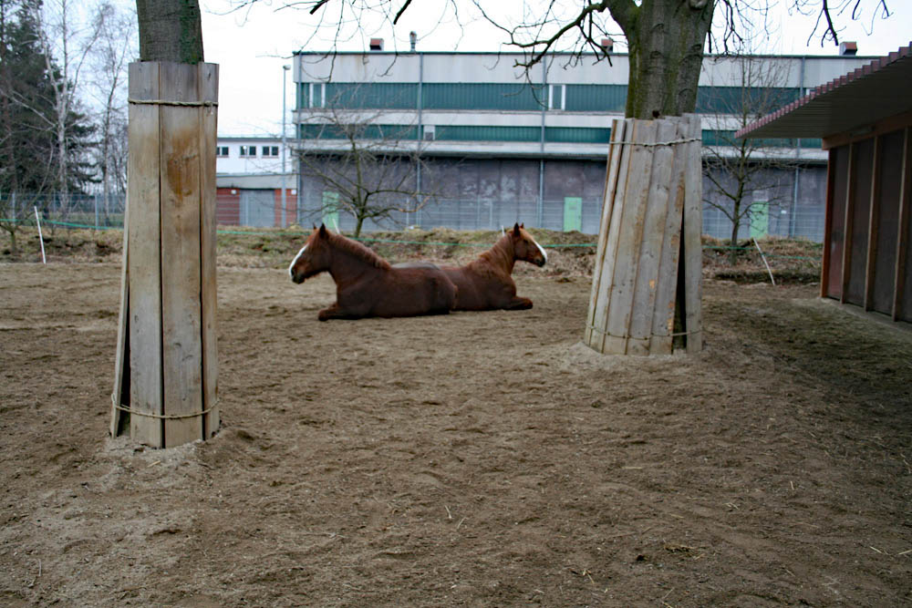 Schleswiger Kaltblutstuten liegen zusammen gemeinsam auf dem Paddock voller Vertrauen