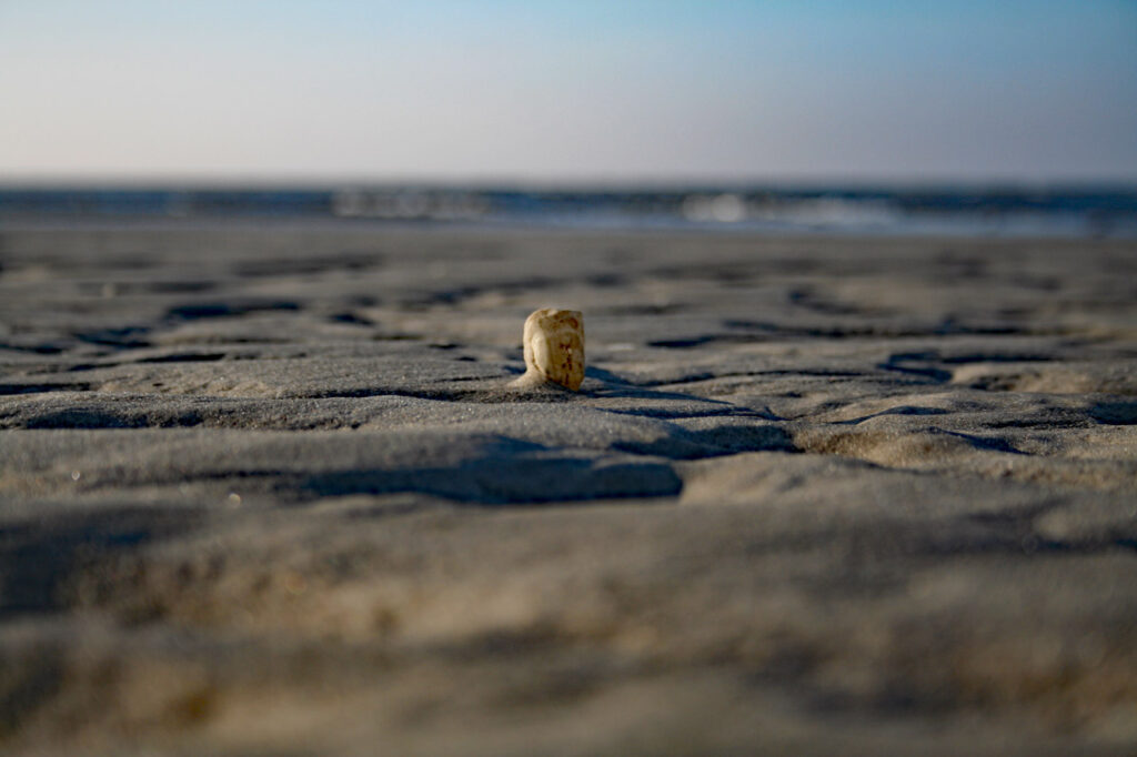 kleine Muschel im unendlichen Wattenmeer bis zum Horitzont bei St. Peter Ording