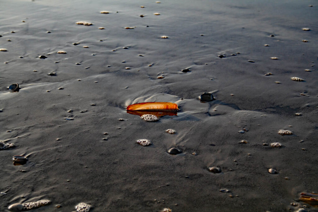 Schwertmuschel leuchtet in der Sonne im Wattenmeer bei einsetzender Flut