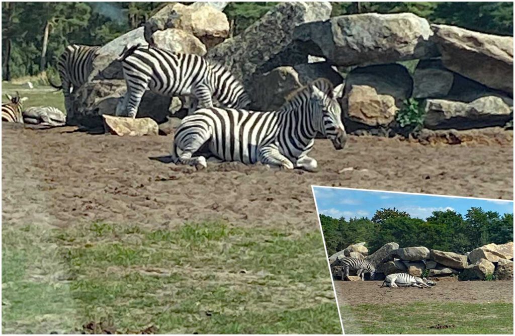 Zebra einmal dösend und einmal tief schlafend als Collage